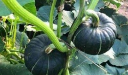 吃瓜网红赵一菲是谁啊图片,吃瓜界的风云人物